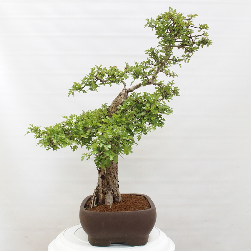 Kültéri bonsai - Galagonya - Crataegus monogyna