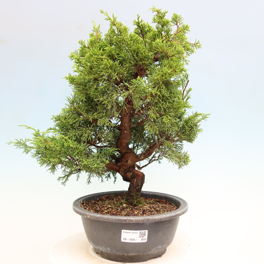 Kültéri bonsai - Juniperus chinensis Itoigawa-Juniperus chinensis
