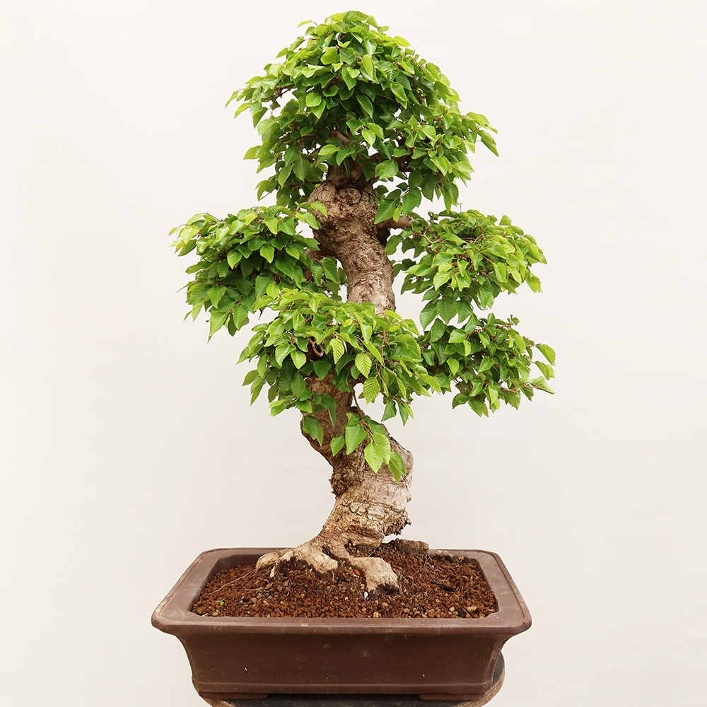 Kültéri bonsai -Carpinus Coreana - Koreai gyertyánfa