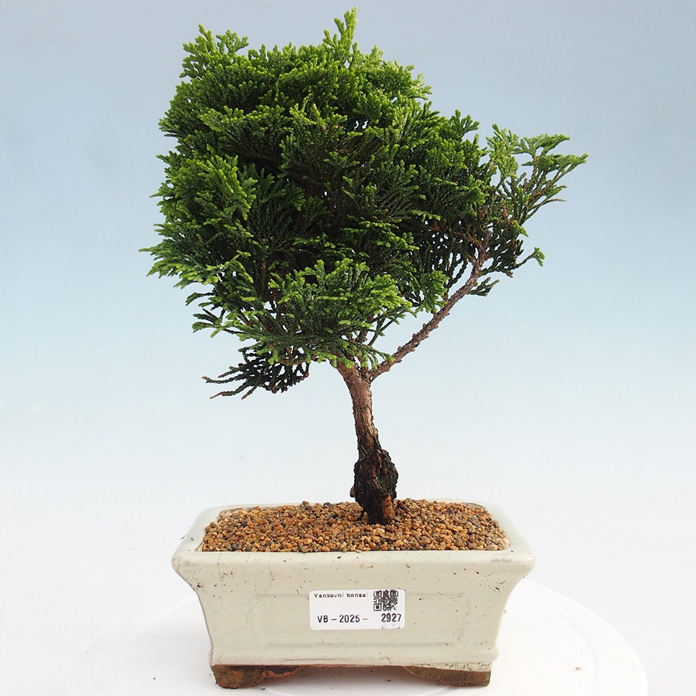 Kültéri bonsai - Cham.pis obtusa Nana Gracilis - ciprus