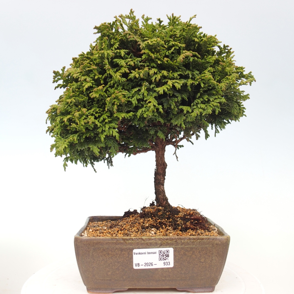 Kültéri bonsai - Cham.pis Parslori - ciprus