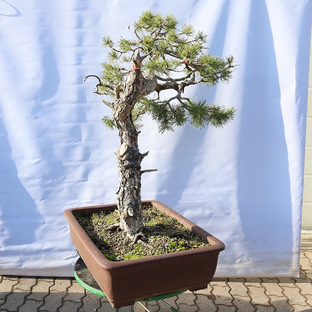 Pinus sylvestris Spanyolország – erdei fenyő