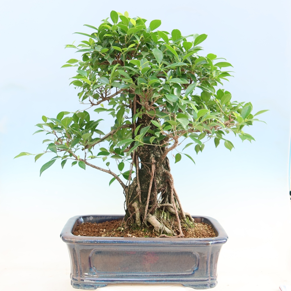 Szobai bonsai - Ficus kimmen - kislevelű fikusz