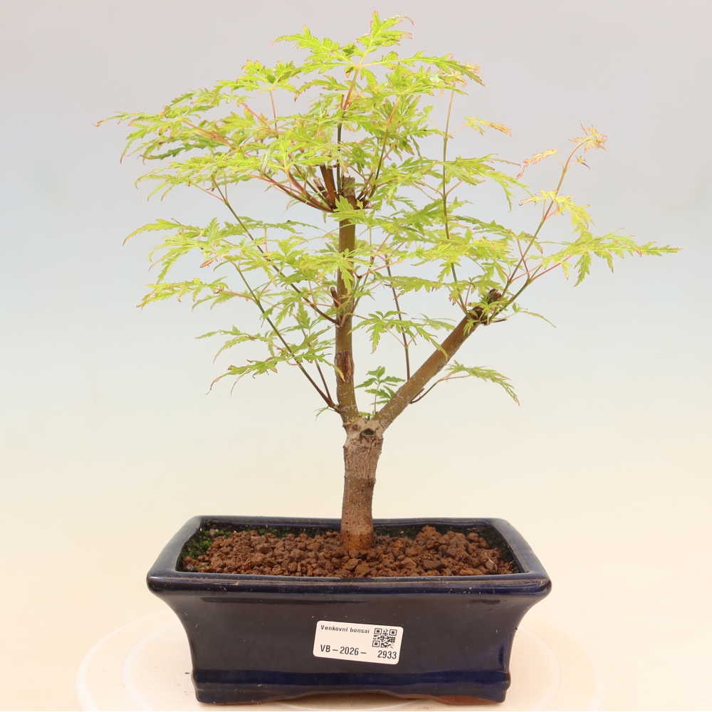 Kültéri bonsai - Acer palmatum Dissectum
