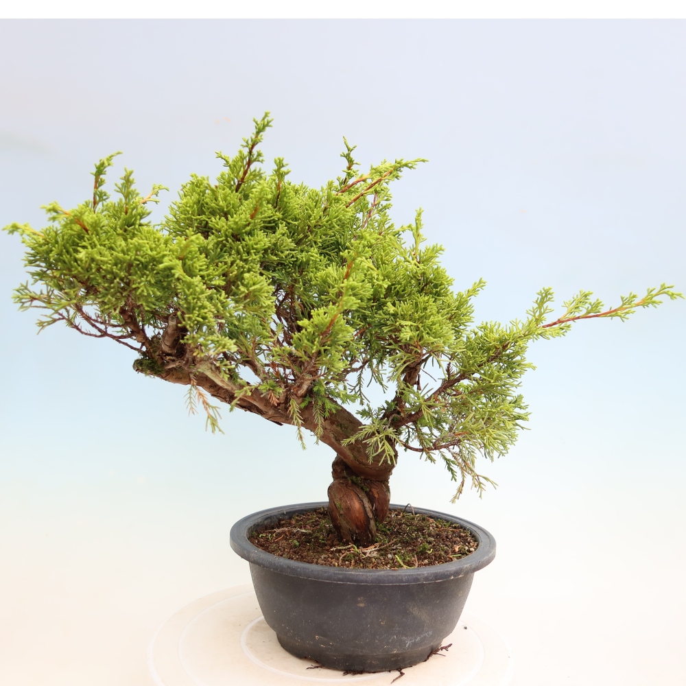 Kültéri bonsai - Juniperus chinensis Itoigawa-Juniperus chinensis
