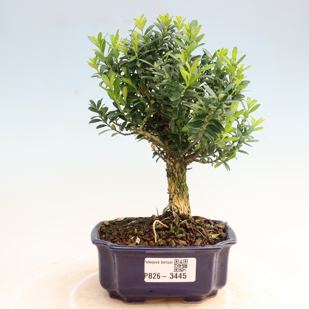Szobai bonsai - Buxus harlandii - parafa buxus