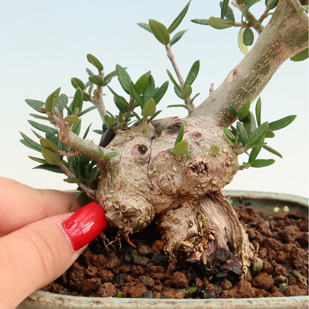 Beltéri bonsai - Olea europaea sylvestris