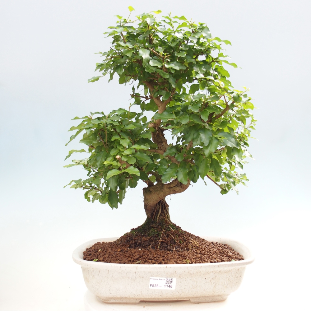 Szobai bonsai -Ligustrum chinensis - Madárcsőr