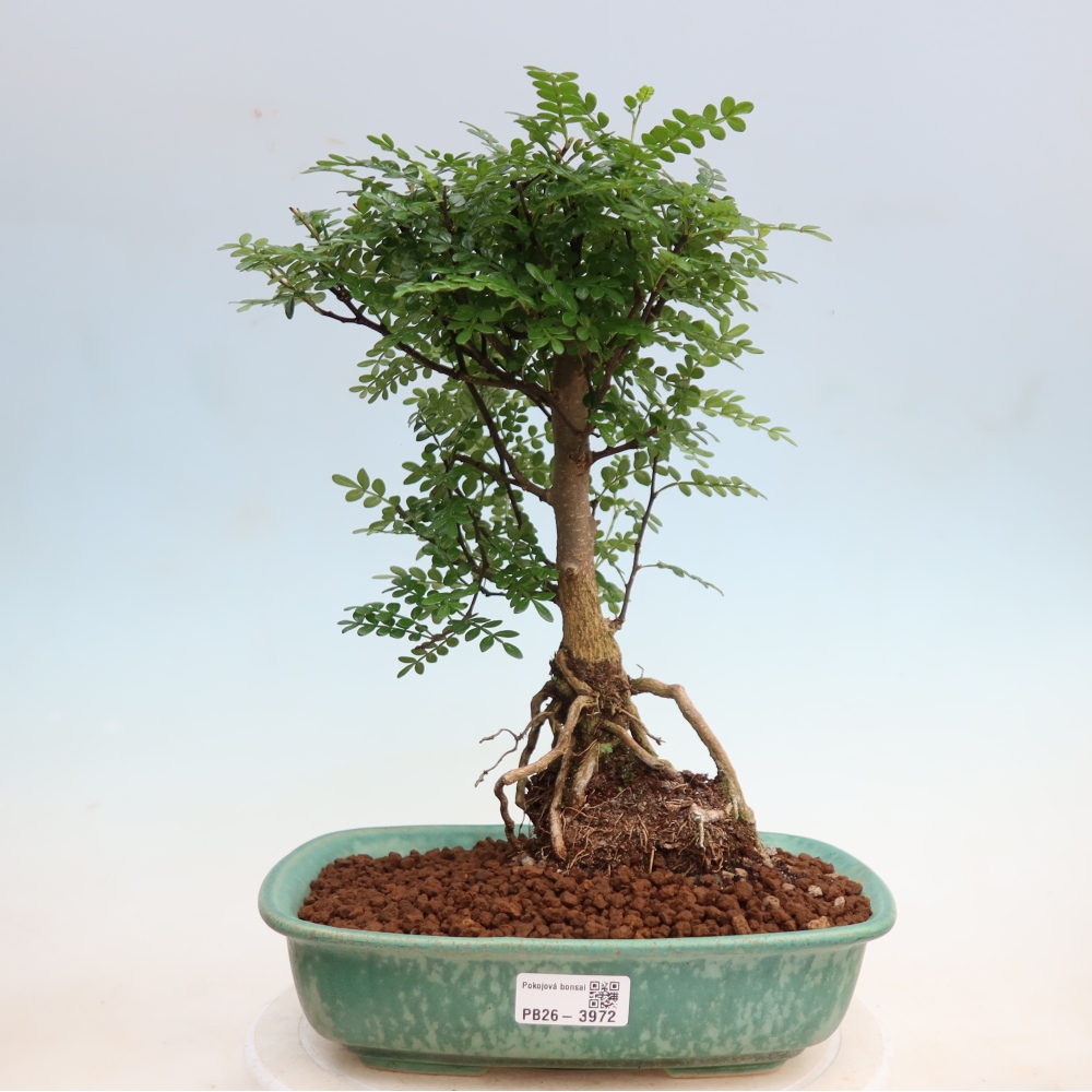 Szobai bonsai - Zantoxylum piperitum - borsfa