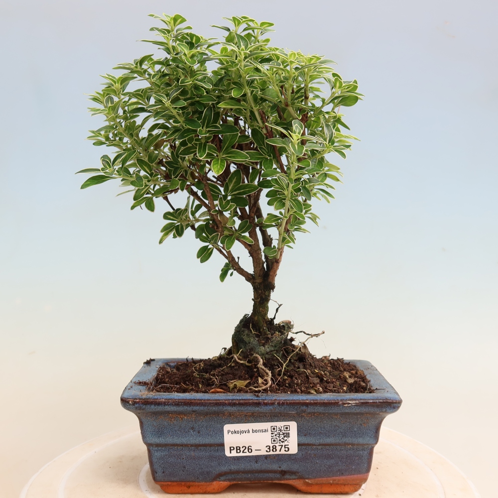 Szobai bonsai - Serissa foetida Variegata - Az ezer csillag fája