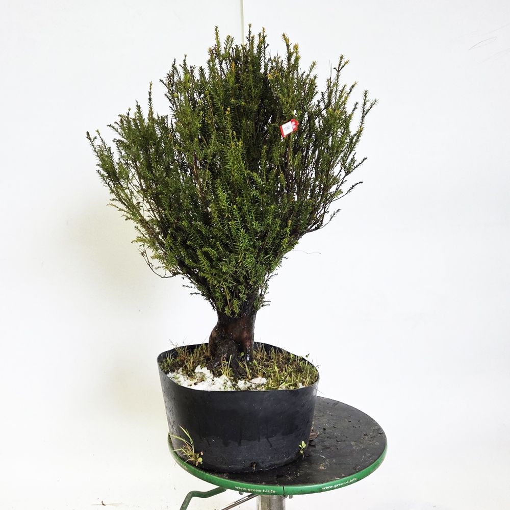 Kültéri bonsai japán tiszafa - Taxus cuspidata