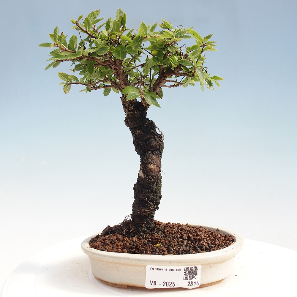 Kültéri bonsai - Zelkova - Zelkova NIRE