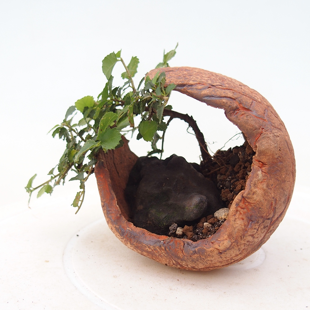 Szobai bonsai - Grewia sp. - Grewia malafolia