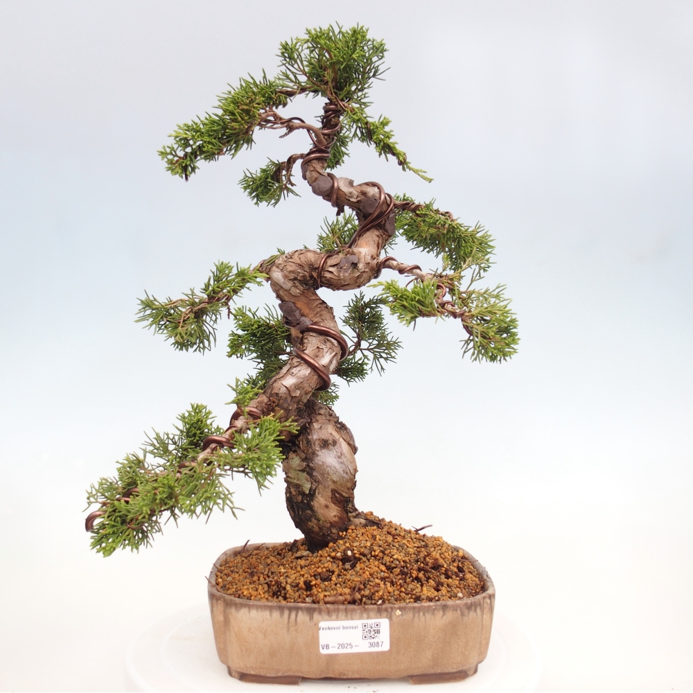 Kültéri bonsai - Juniperus chinensis Itoigawa