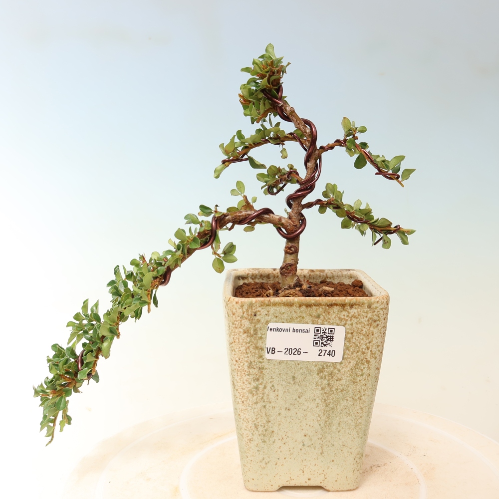 Kültéri bonsai - Cotoneaster horizontalis - Rocky Mountain
