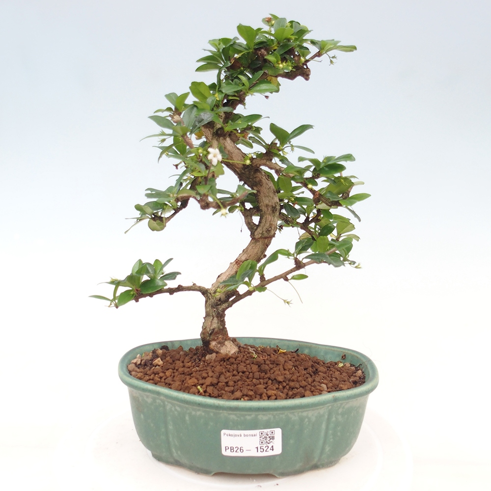Szobai bonsai - Carmona macrophylla - Tea fuki