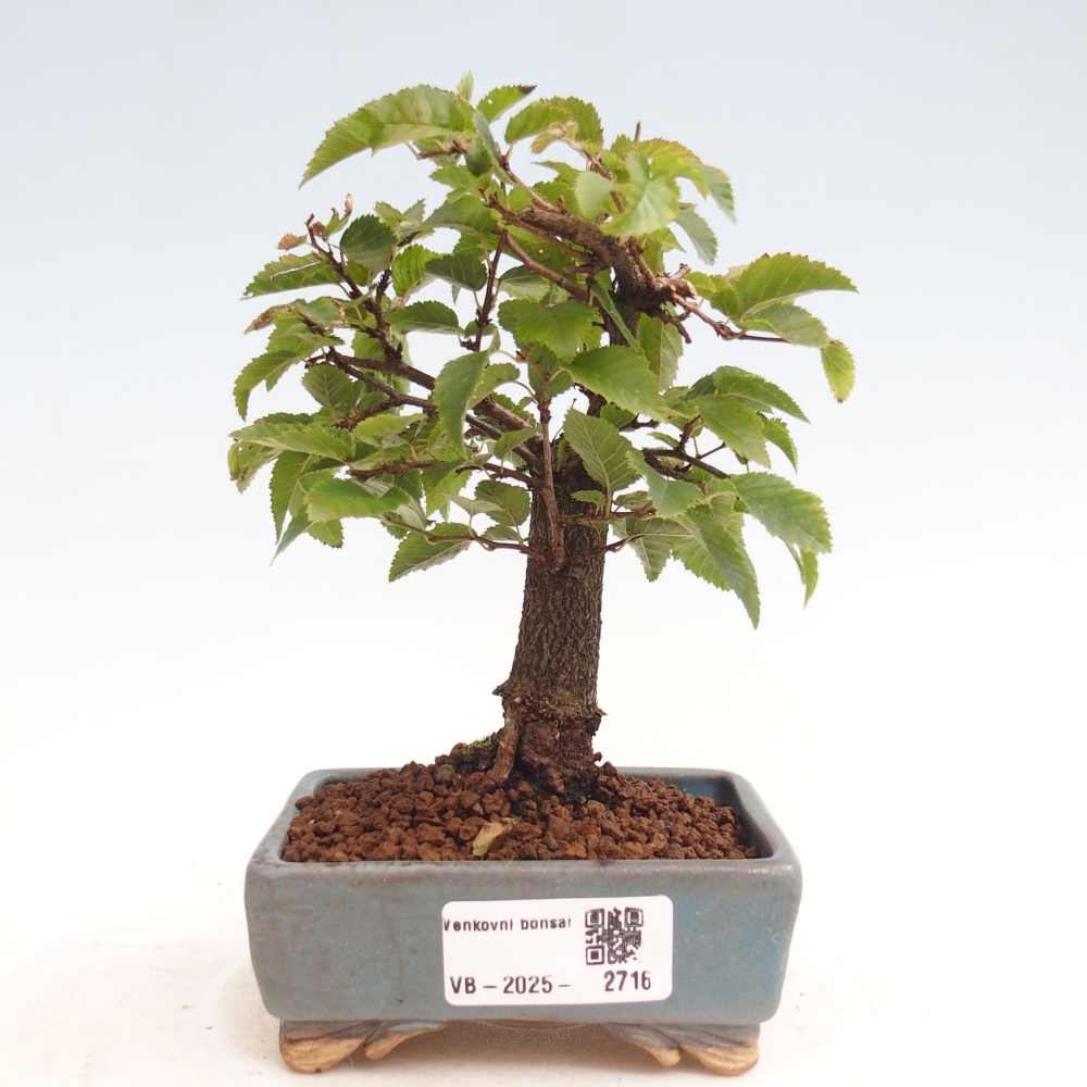 Kültéri bonsai -Carpinus CARPINOIDES - Koreai gyertyánfa