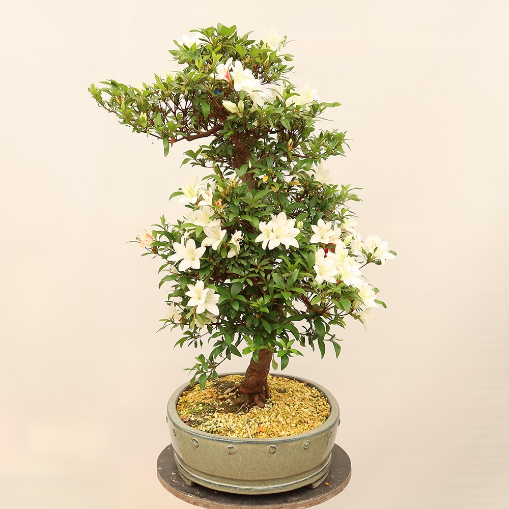 Kültéri bonsai - japán azálea - Azálea CHIHIRO