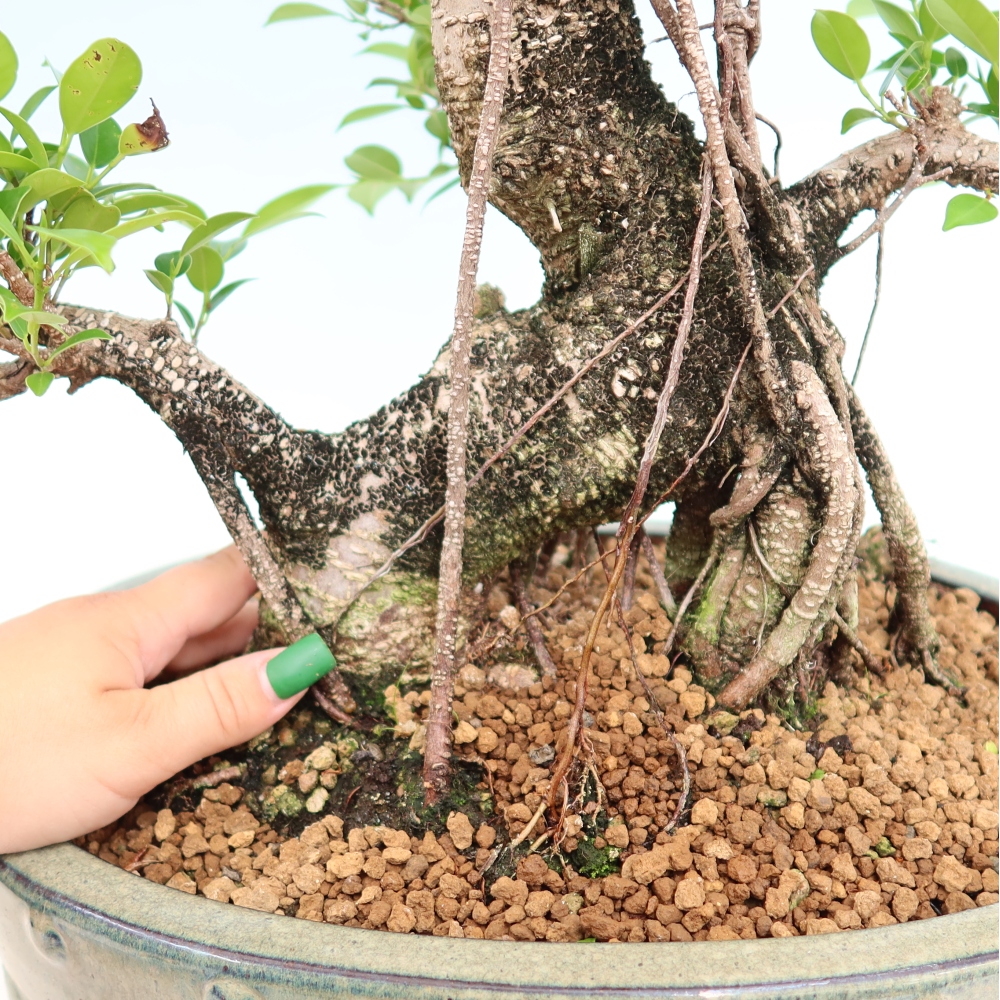 Szobai bonsai - Ficus kimmen - kislevelű fikusz