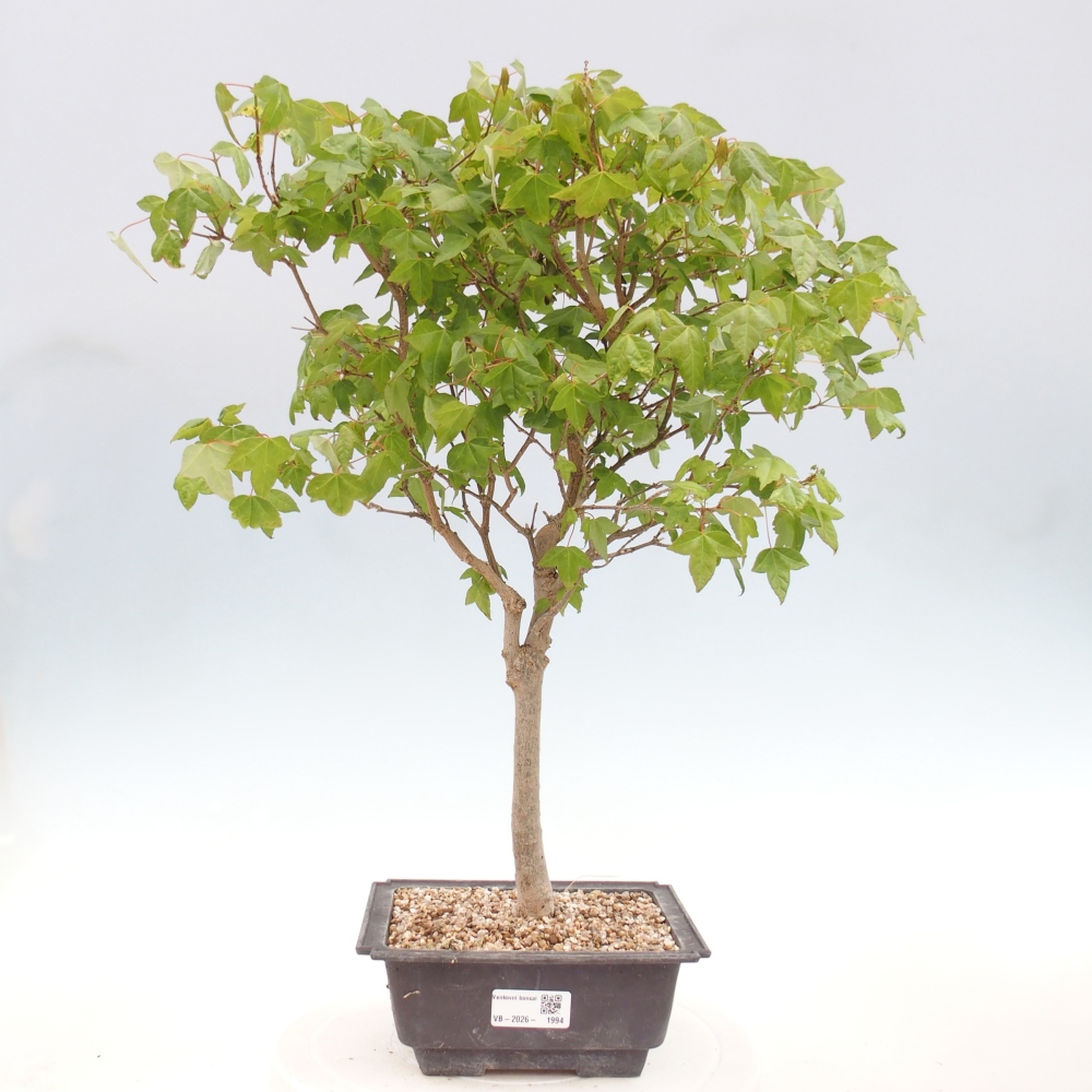 Kültéri bonsai - Acer Buergerianum - Burger juhar