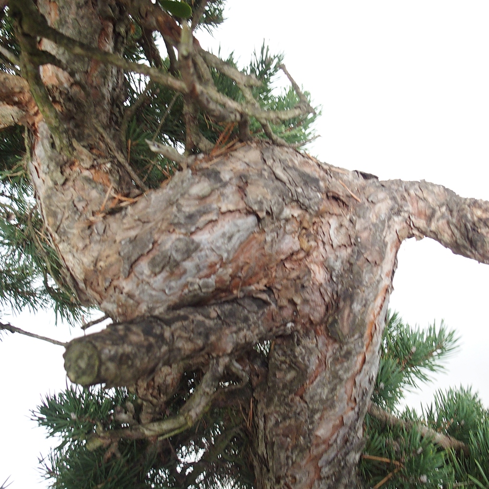Yamadori - Pinus sylvestris Spanyolország