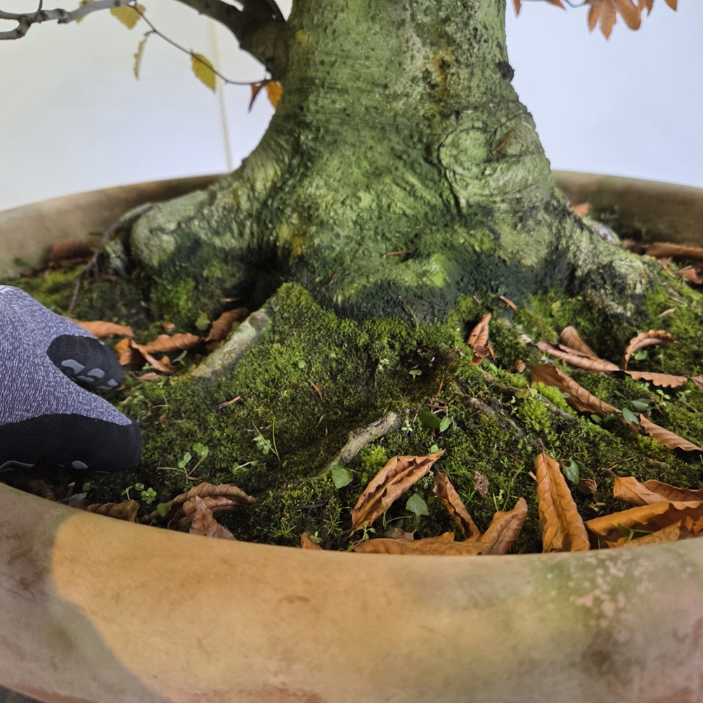 Kültéri bonsai - Fagus crenata