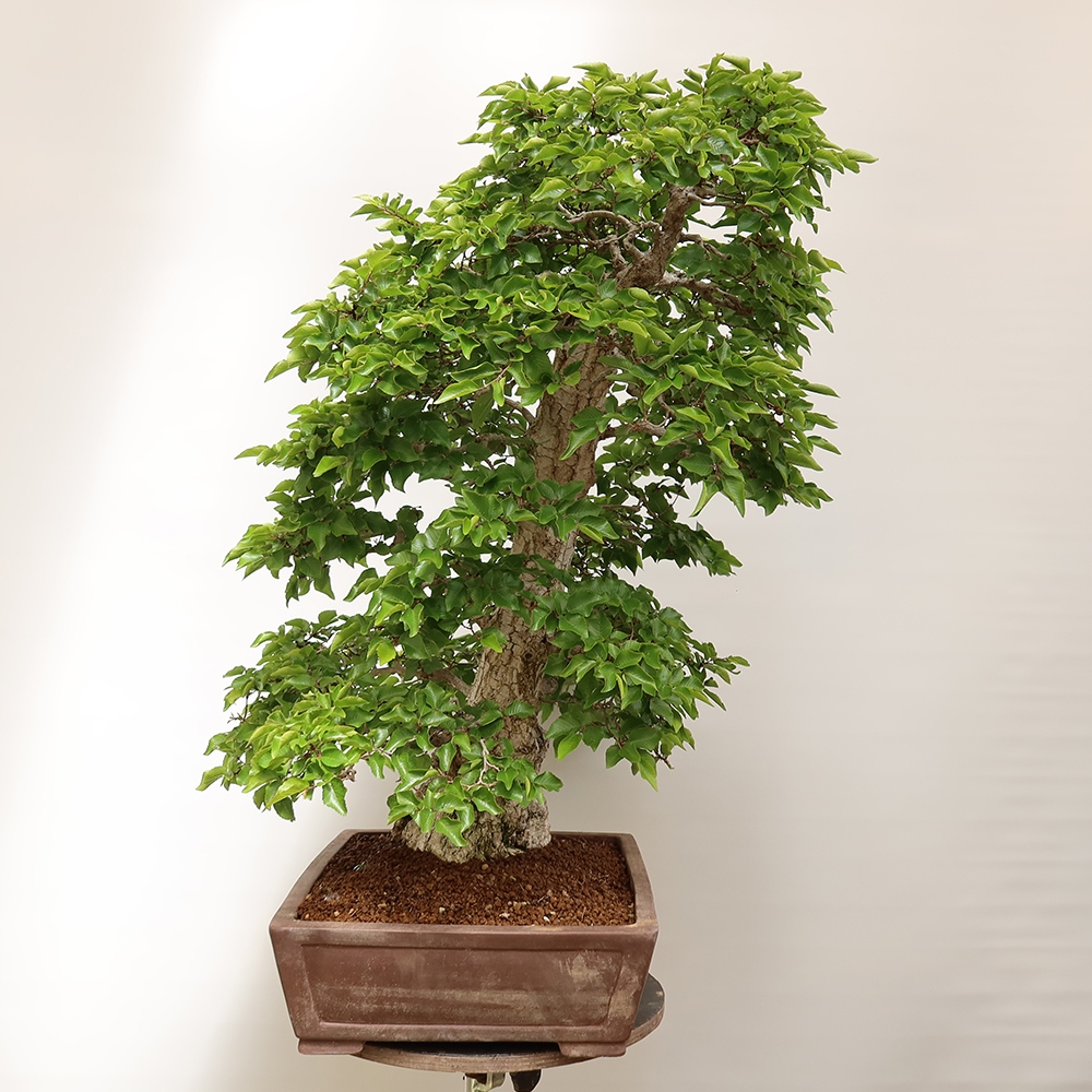 Kültéri bonsai -Carpinus Coreana - Koreai gyertyánfa