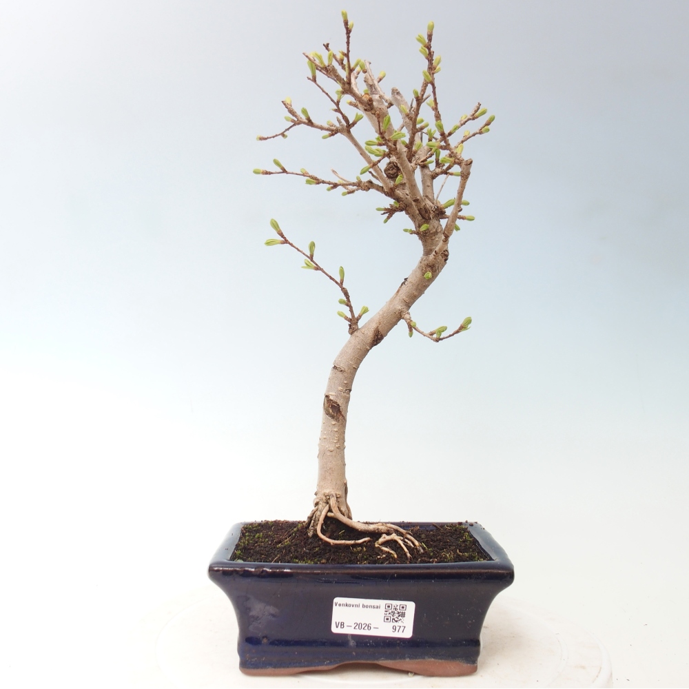 Kültéri bonsai -Pseudolarix amabis-Pseudolarix amabis-Pseudolarix amabis