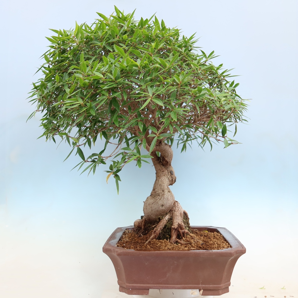 Szobai bonsai - Ficus nerifolia - kislevelű fikusz