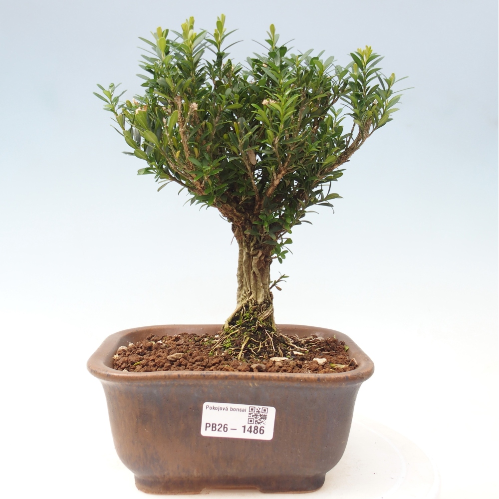 Szobai bonsai - Buxus harlandii - parafa buxus