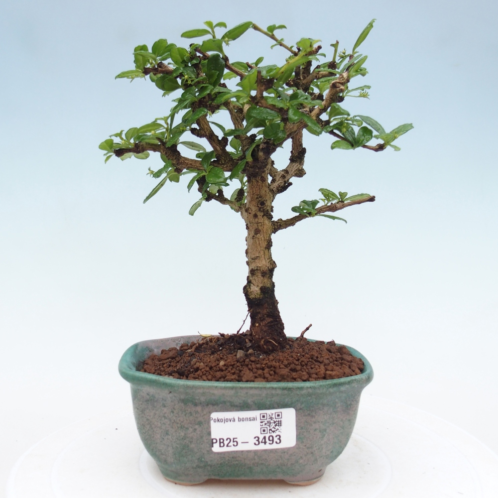 Szobai bonsai - Carmona macrophylla - Tea fuki