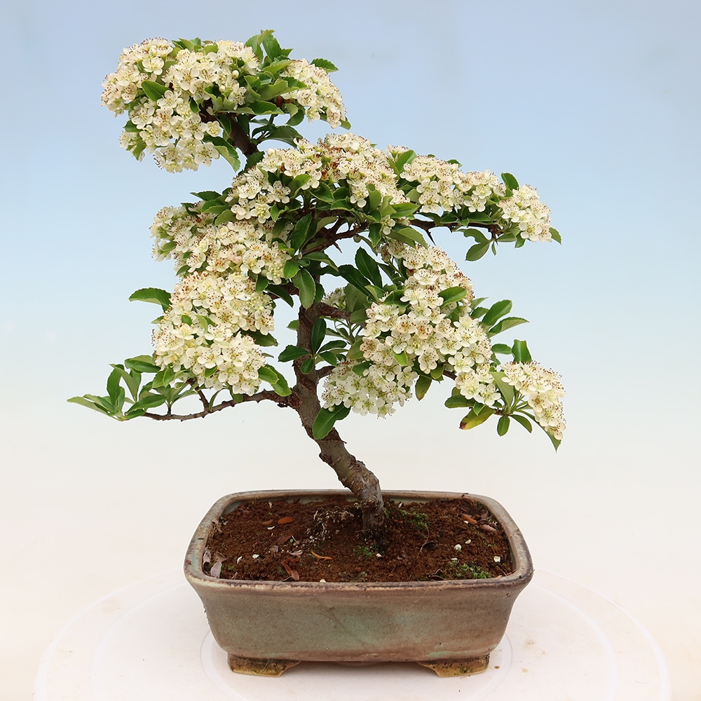 Kültéri bonsai – Pyracantha teton – Vörös tűszem