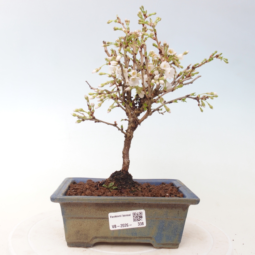 Kültéri bonsai - Prunus incisa Kojou-no mai-Plivon kivágva