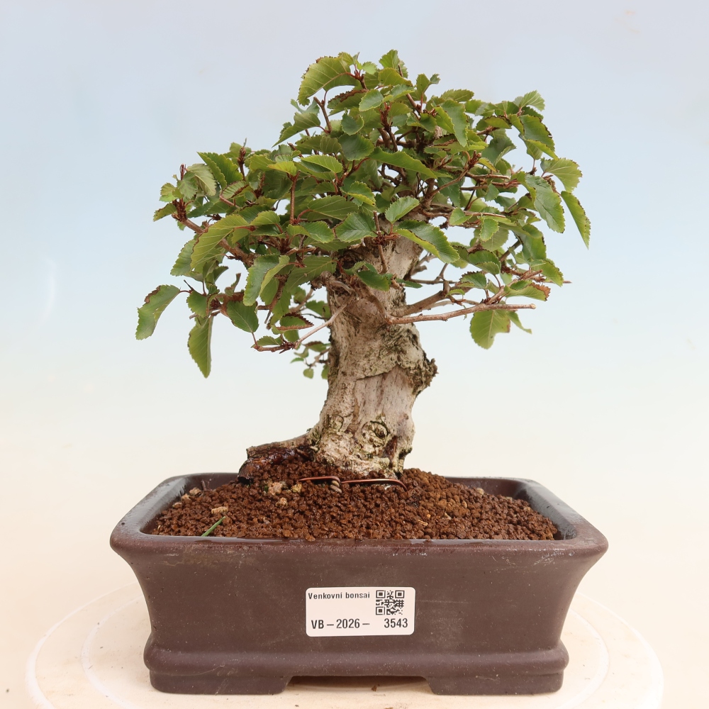 Kültéri bonsai -Carpinus CARPINOIDES - Koreai gyertyánfa