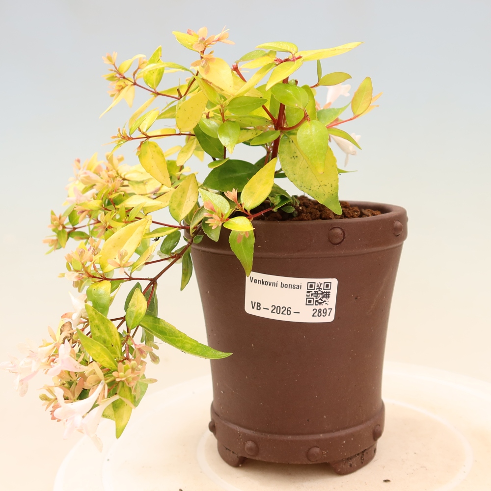 Kültéri bonsai – Abelia gr. Kleidoscope – Nagyvirágú abélia