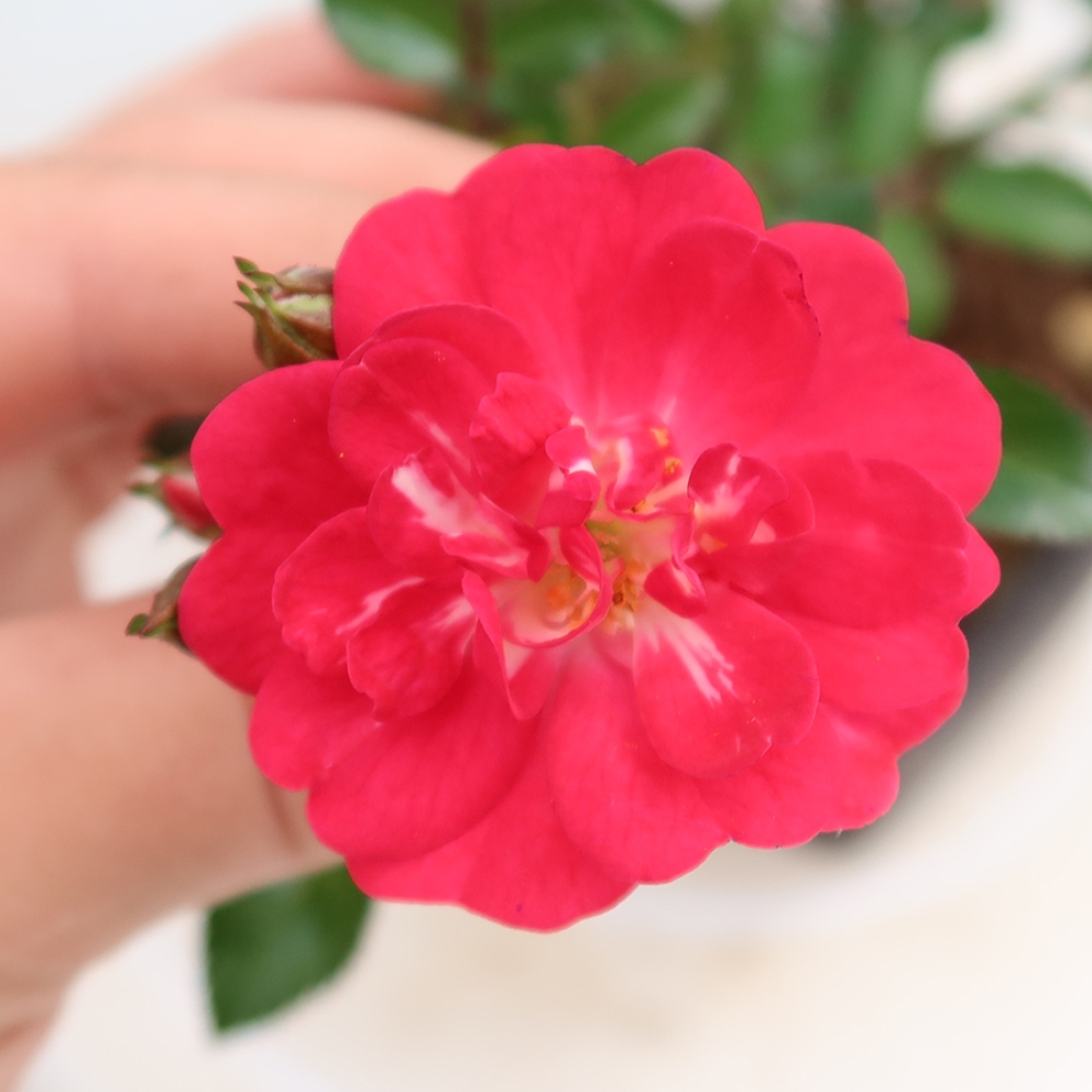 Kültéri bonsai - Rosa Kordes - rózsa