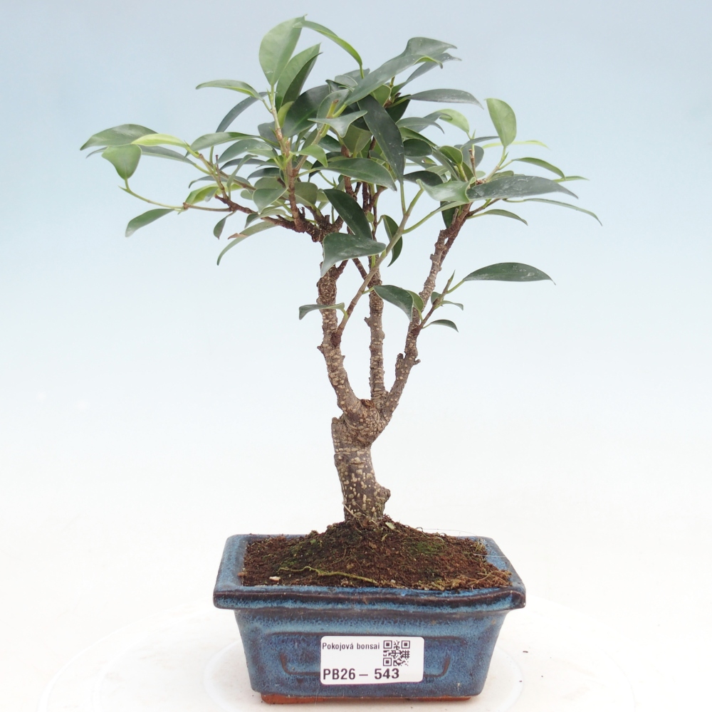 Szoba bonsai Ficus retusa kimmen