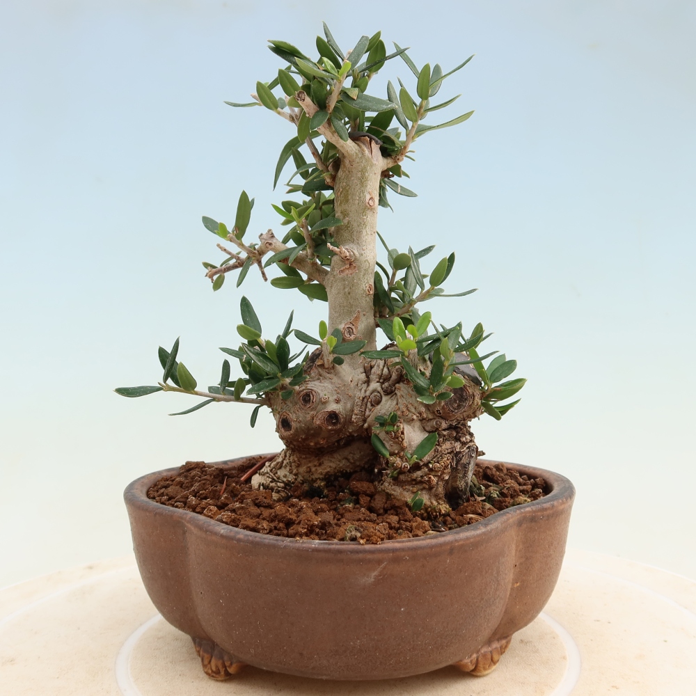 Beltéri bonsai - Olea europaea sylvestris