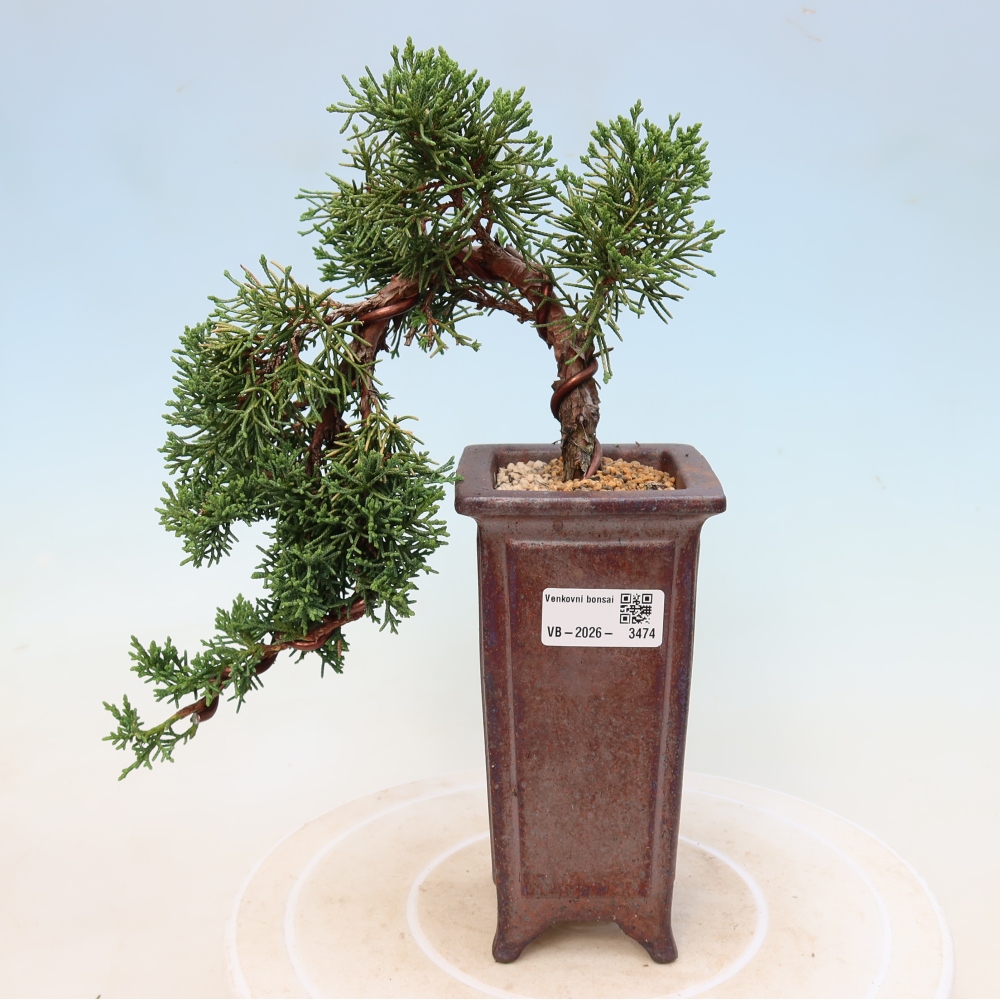 Kültéri bonsai - Juniperus chinensis Kishu