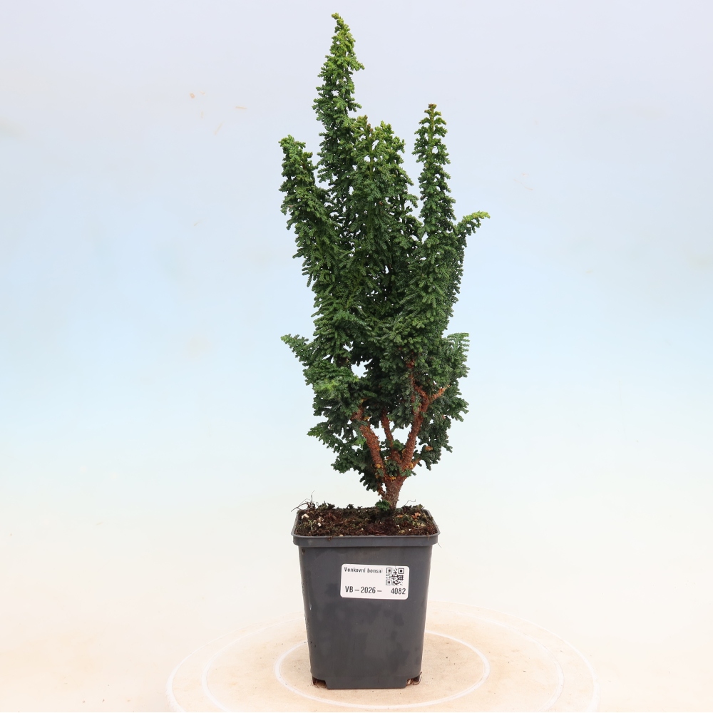 Kültéri bonsai - Cham. obtusa SEKKA HINOKI - Cifra ciprus