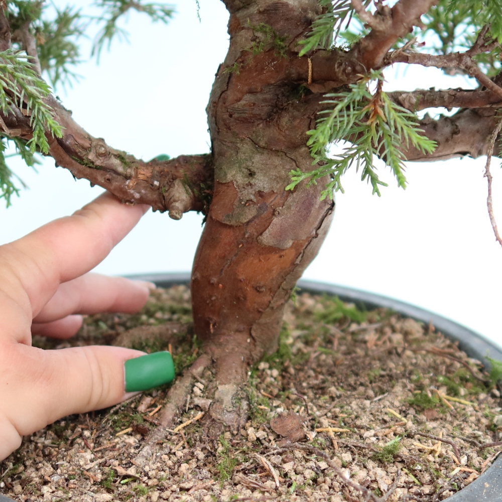 Kültéri bonsai - Juniperus chinensis Itoigawa-Juniperus chinensis