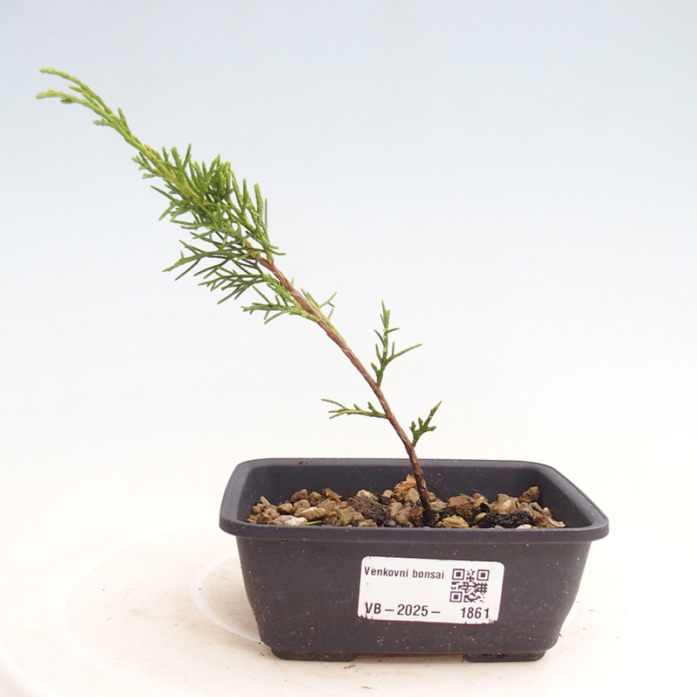Kültéri bonsai - Juniperus chinensis Itoigawa
