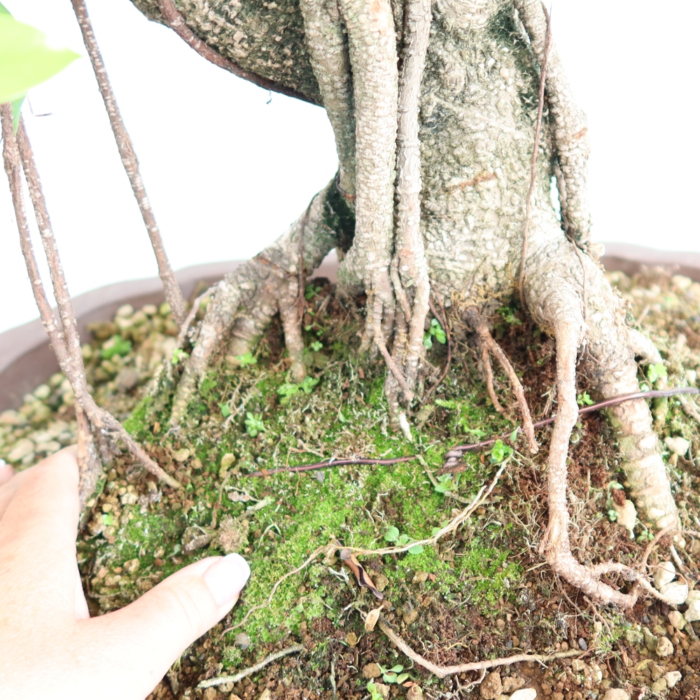 Szobai bonsai - Ficus kimmen - kislevelű fikusz