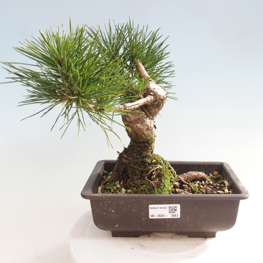 Kültéri bonsai - Pinus thunbergii - Thunberg fenyő
