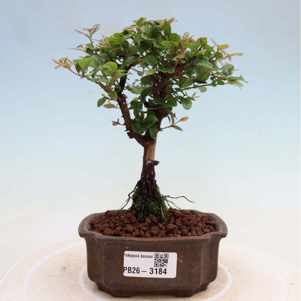 Szobai bonsai - Sageretia thea - Sageretia thea