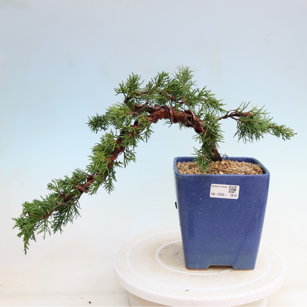 Kültéri bonsai - Juniperus chinensis Kishu
