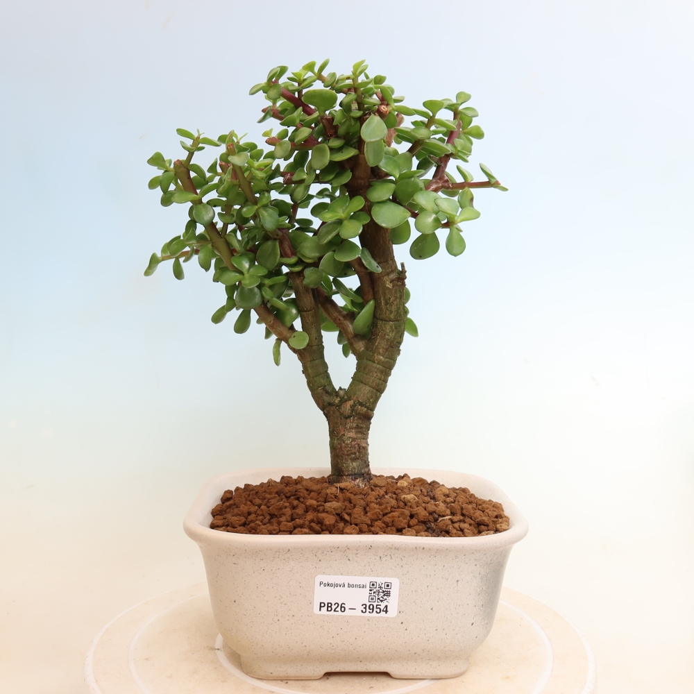 Szoba bonsai - Portulakaria Afra - Tlustice