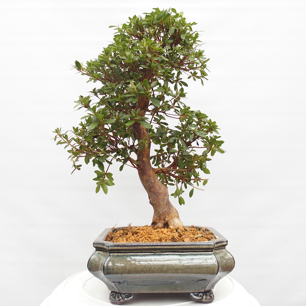 Kültéri bonsai - Japán azálea - Azalea satsuki
