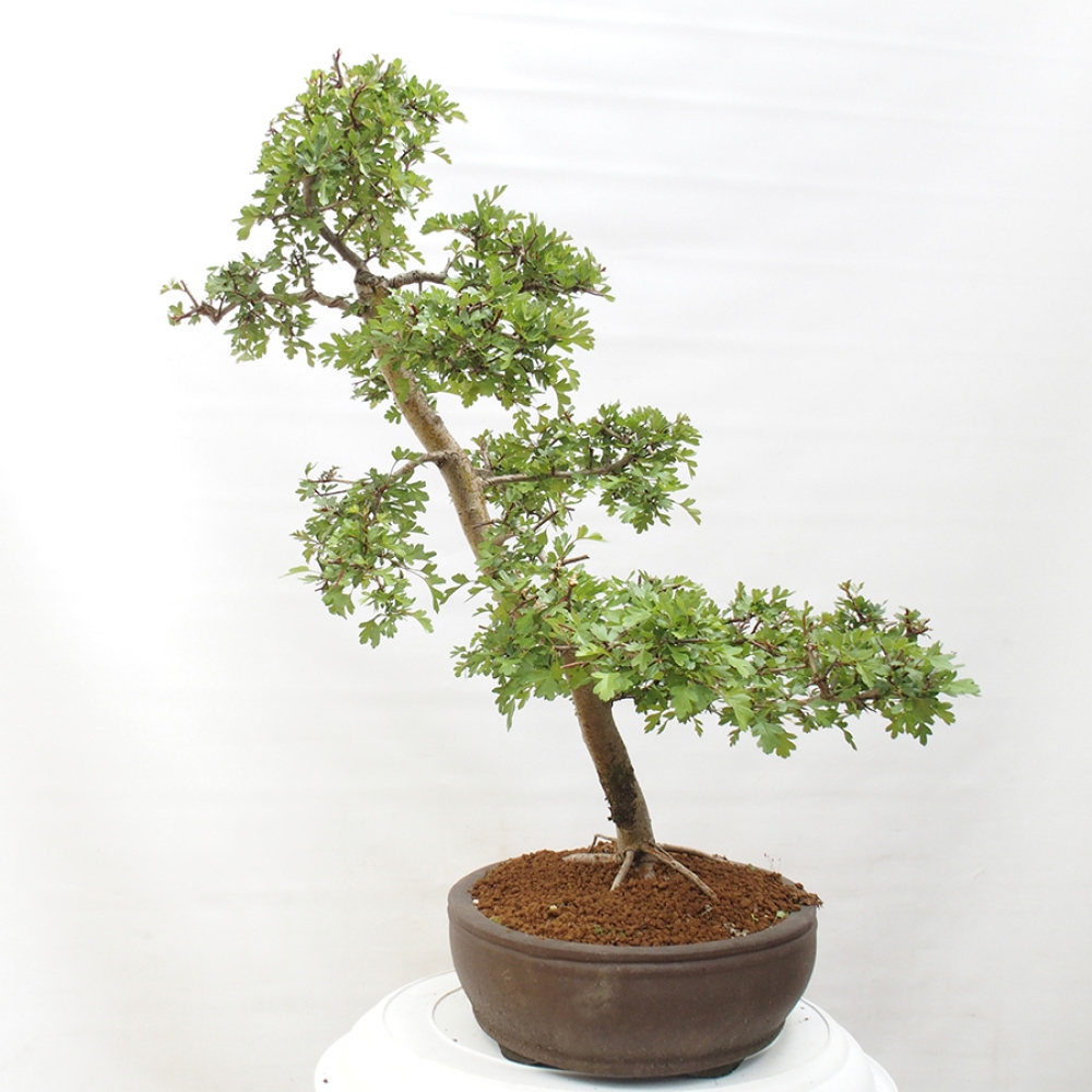 Kültéri bonsai - Galagonya - Crataegus monogyna