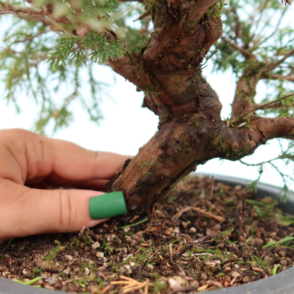 Kültéri bonsai - Juniperus chinensis Itoigawa-Juniperus chinensis